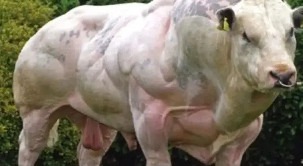 Imponujący belgian blue byk o niezwykle rozwiniętej muskulaturze, stojący na tle zieleni.