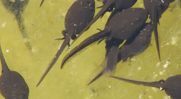 Un groupe de têtards nageant dans une eau stagnante trouble. Leurs corps sombres et leurs queues fines se confondent avec le fond verdâtre.