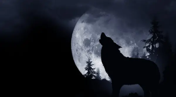Un lupo ulula alla luna piena, un'iconica "luna del lupo" che illumina un bosco oscuro e misterioso.