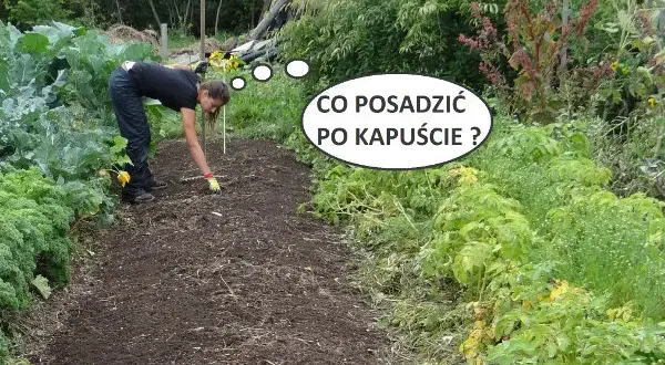 Co po czym siać na działce, by uniknąć błędów w uprawach?
