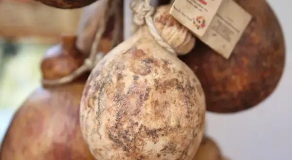 Forme tonde e rustiche di caciocavallo podolico del Gargano, appese con spago, con etichette che ne raccontano la storia.