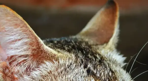 Zbliżenie na uszy kota, które mogą być oznaką chorób uszu u kota. Widać sierść i fragment głowy.