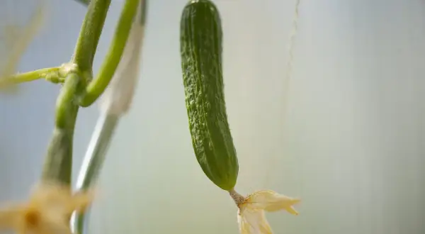 Giovane pianta di cetrioli con un piccolo frutto verde e un fiore appassito.