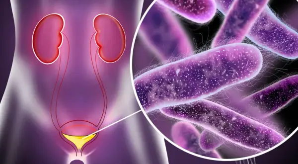 Układ moczowo-płciowy z powiększeniem bakterii. Ilustracja może pomóc zrozumieć chlamydia objawy u mężczyzn.