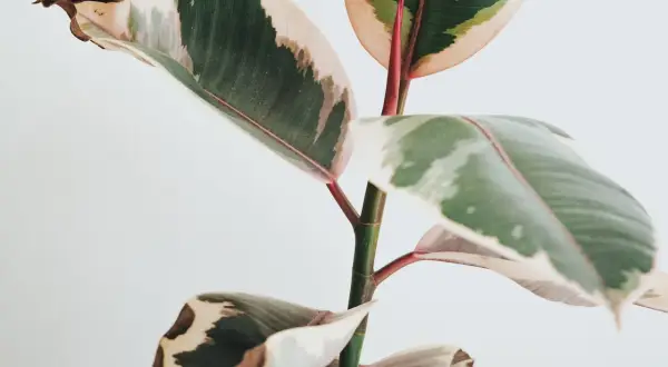 Fikus med variegerade blad. Vissa blad har bruna prickar och torra kanter, vilket tyder på att den behöver lite extra kärlek.
