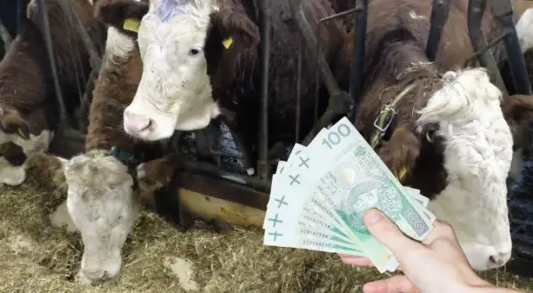 Ręka pokazuje stos banknotów 100 zł na tle krów w oborze. Taka byd cena może być opłacalna.