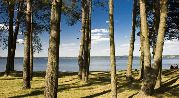 Słoneczna mazurska plaża z sosnami w tle. W oddali widać jezioro i ludzi odpoczywających na trawie.