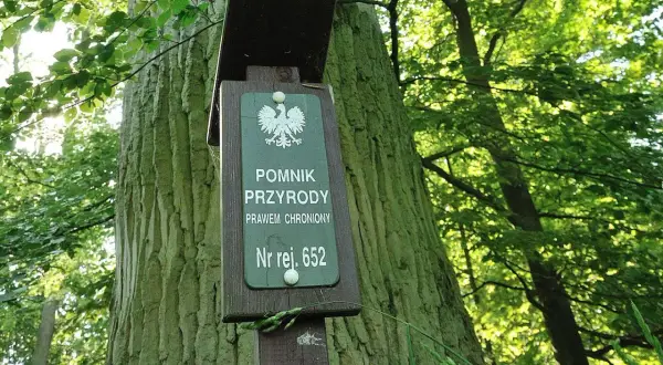 Tabliczka informuje, że to pomnik przyrody nr rej. 652. Stary, potężny dąb w lesie, chroniony prawem.