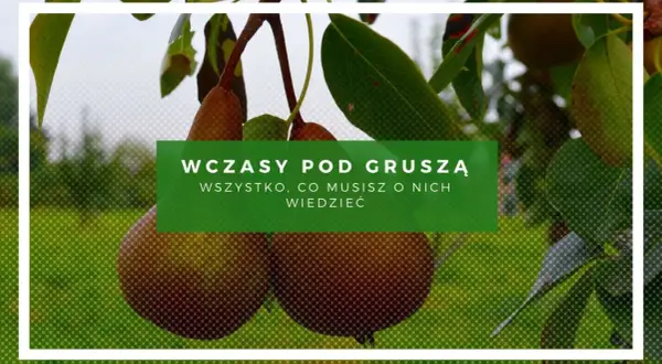 Wczasy pod gruszą: wszystko, co musisz wiedzieć. Dojrzałe gruszki zwisają z gałęzi, zapraszając do relaksu.