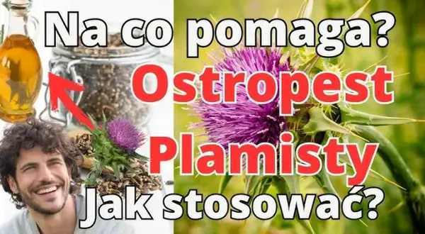 Mielony ostropest: Jak stosować? Wątroba Ci podziękuje!