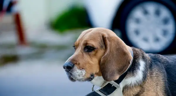 Beagle w obroży, gotowy do nauki komend. Czeka na smakołyk i pochwałę.