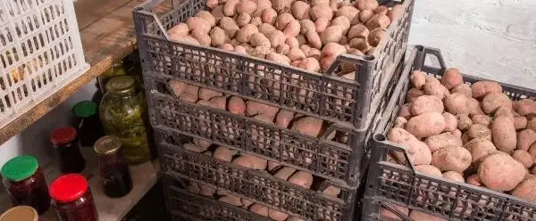 Wie Kartoffeln lagern ohne Keller: Die besten Tipps für frische Kartoffeln
