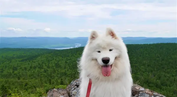 Un Samoyède heureux profite de la vue sur une forêt canadienne. Ce **billet avion chien Canada** est une promesse d'aventure.