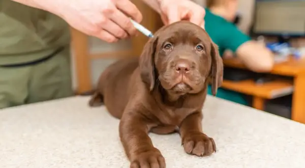 A brown Labrador puppy receives its parvovirus vaccine from a veterinarian, ensuring a healthy start to life.