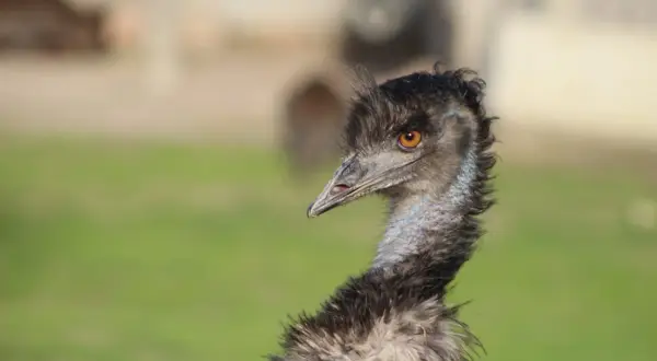 Primo piano di un emù con occhio arancione brillante. Le recensioni su Emu Australia lodano la sua fauna unica.