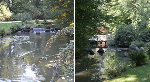 Urokliwe jeziora w parku mużakowskim, z kaskadą i mostkiem, otoczone zielenią. Kaczki pływają po spokojnej wodzie.