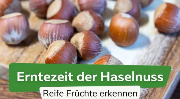 Reife Haselnüsse liegen auf einem Holzbrett. Die Erntezeit der Haselnuss ist gekommen, und die Früchte sind bereit zum Schneiden.