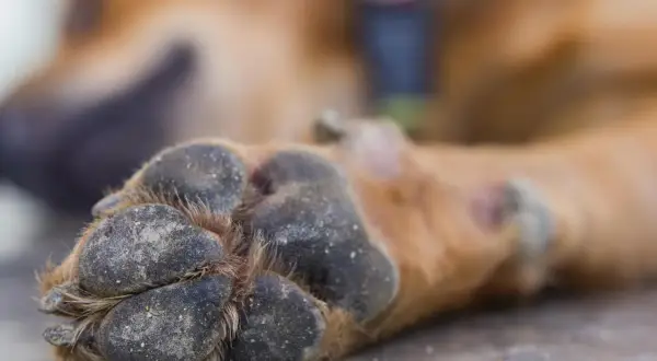 Almohadillas de perro con tierra, buscando remedios caseros para hidratar las almohadillas de los perros.