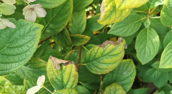 Liście hortensji z brązowymi, suchymi brzegami i żółtymi plamami, wskazujące na choroby hortensji.
