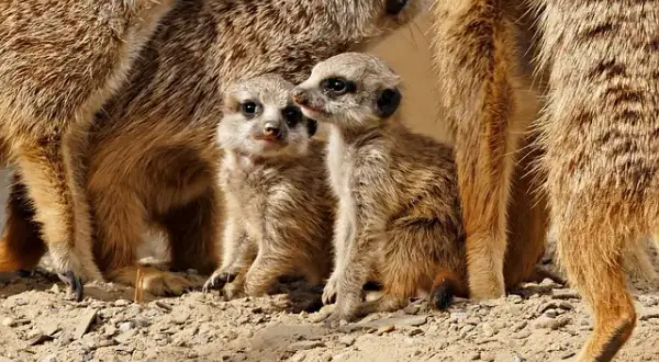 Jakie zwierzęta żyją w Afryce? Fascynująca fauna i jej tajemnice