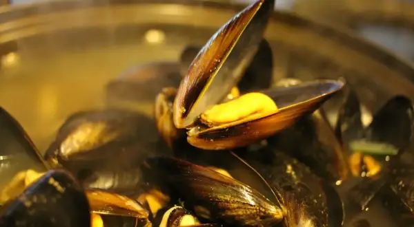 Moule normande c'est quoi ? Des moules cuites à la vapeur, ouvertes sur un jus doré. Un délice !