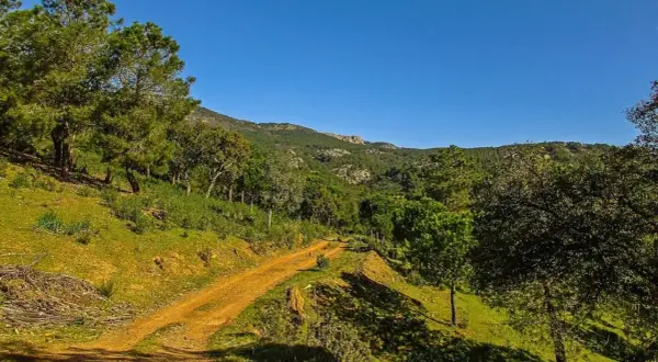 Camino rural en un bosque frondoso, con colinas verdes y un cielo azul despejado. Una **miranda del rey** natural.