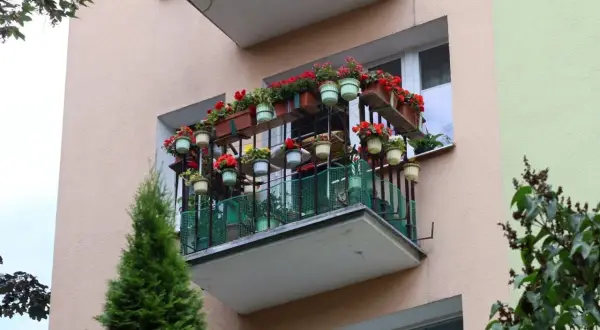 Kwiaty na wielopoziomowych półkach tworzą zieloną oazę, pokazując, jak przedłużyć balkon i stworzyć mini-ogród.