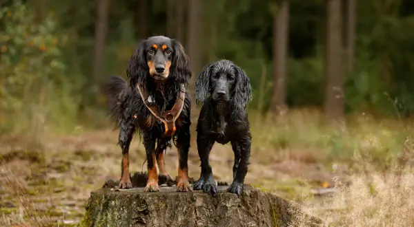Zwei nasse Hunde stehen auf einem Baumstumpf im Wald. Sie warten geduldig auf das nächste Kommando für ihre Hunde Tricks.