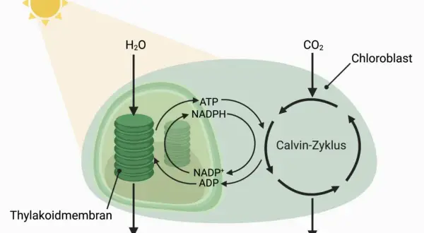 Schema des fotosynthese ablauf: Sonnenlicht, H₂O und CO₂ werden in einem Chloroplasten zu Glukose umgewandelt. O₂ wird freigesetzt.
