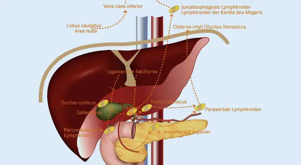 Anatomische Darstellung des Lymphknotenbesatzes im Bereich von Leber, Gallenblase und Bauchspeicheldrüse. Dargestellt sind verschiedene Lymphknotengruppen.