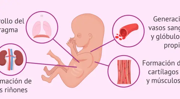 Feto en semana 11 de embarazo. Se muestran el desarrollo del diafragma, riñones, vasos sanguíneos, glóbulos rojos, cartílagos y músculos.