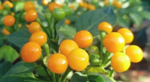 Leuchtend orange Chili-Früchte, die den teuersten Pfeffer der Welt darstellen, reifen an einem grünen Strauch.