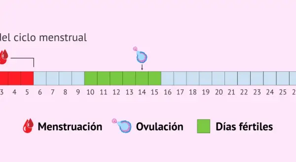 Diagrama del ciclo menstrual: días de menstruación (rojo), ovulación (rosa) y días fértiles (verde) para ayudarte a quedarte embarazada.