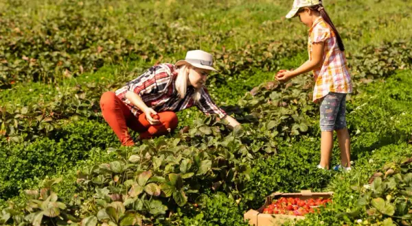 Ile można zarobić na truskawkach w Polsce? Zaskakujące fakty o dochodach