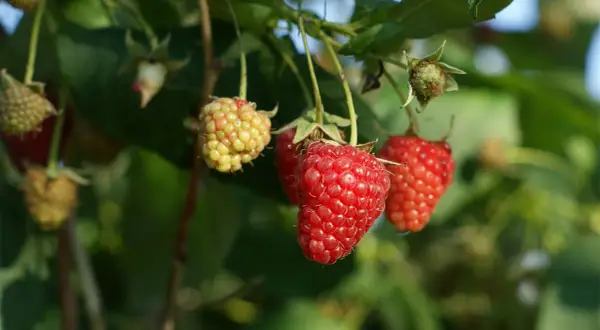 Maliny jesienne dojrzewają na krzewie. Warto wiedzieć, kiedy sadzić maliny jesienne, aby cieszyć się ich smakiem.