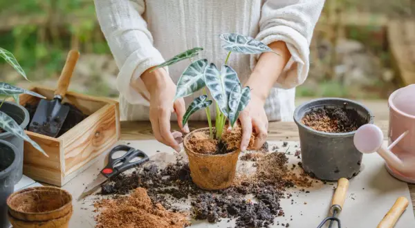 Mani che mostrano come trapiantare una pianta in un nuovo vaso, con terra, attrezzi e un annaffiatoio a portata di mano.