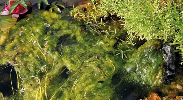 Un tapis d'algues vertes et brillantes dans l'eau, avec des plantes aquatiques et des cailloux. Les algues sont-elles des plantes ? La nature nous pose des questions.