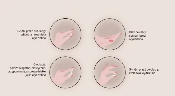 Ciąża po owulacji? Szanse, żywotność komórki jajowej i okno płodności