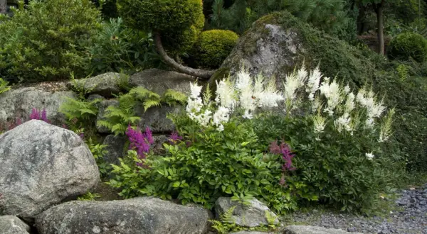 Skalniaki w ogrodzie z białymi i fioletowymi kwiatami astilbe, paprociami i bujną zielenią.