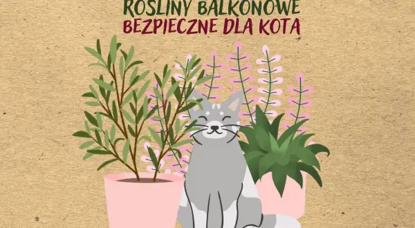 Uśmiechnięty kot siedzi wśród roślin balkonowych bezpiecznych dla kota.