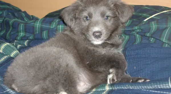 Ein süßer, grauer Australian Shepherd Welpe liegt auf einer karierten Decke.