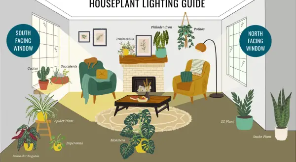Illustration of a living room with various houseplants, showing ideal placement for best indoor lighting based on window direction and light levels.