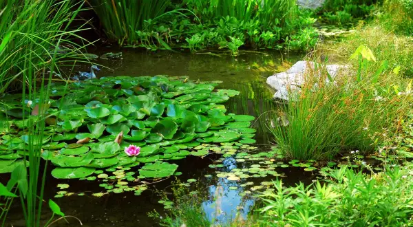 Un canard nage dans une mare de jardin luxuriante, entourée de nénuphars et de végétation verdoyante.