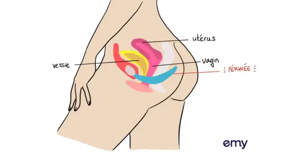 Schéma du bassin féminin montrant utérus, vagin, vessie et périnée. Peut-on faire la rééducation du périnée enceinte ? Oui, c'est même conseillé.
