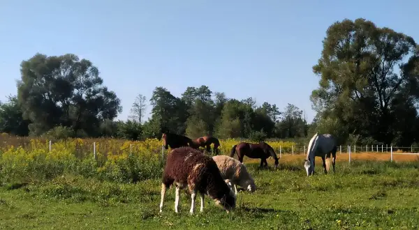 Stajnia Pasat Wielki Bór: konie i owce pasące się na zielonej łące, w tle las i żółte kwiaty.