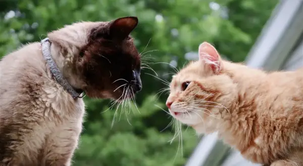 Two cats, one Siamese and one orange tabby, cautiously sniff each other, a moment captured in the art of how to introduce cats.
