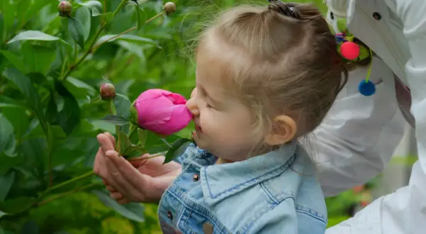 Liten flicka njuter av doften från en rosa pion. En vacker dag att plantera pioner i trädgården.