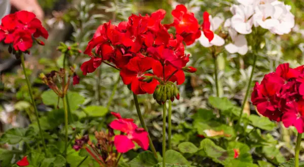 Czerwone i białe pelargonie, idealne kwiaty na balkon słoneczny, kwitną bujnie.