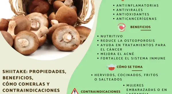 Hongos shiitake que es: nutritivos, antiinflamatorios y anticancerígenos. Se comen hervidos, cocinados o salteados.