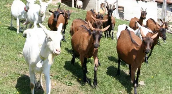 Un gregge di capre, tra cui alcune bianche e altre marroni, pascola su un prato verde. Sembra una riunione di tutte le razze di capre italiane.